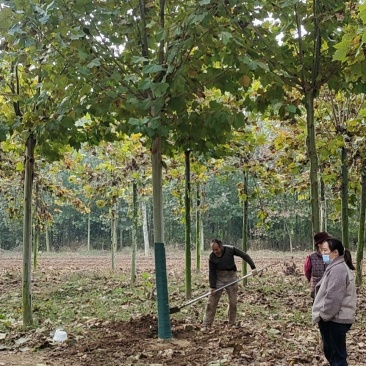供应12公分速生法桐，13公分，14公分，15公分