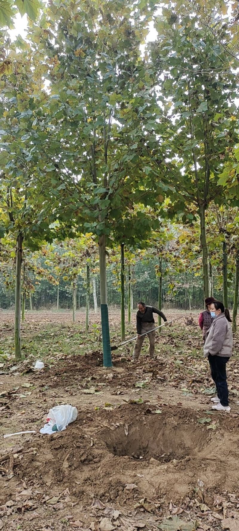 供应12公分速生法桐，13公分，14公分，15公分