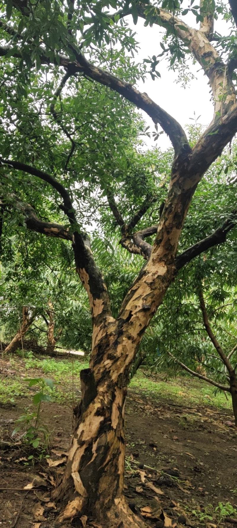 蒙自市石榴树，红红火火，多籽多福，这就是石榴树的象征，喜