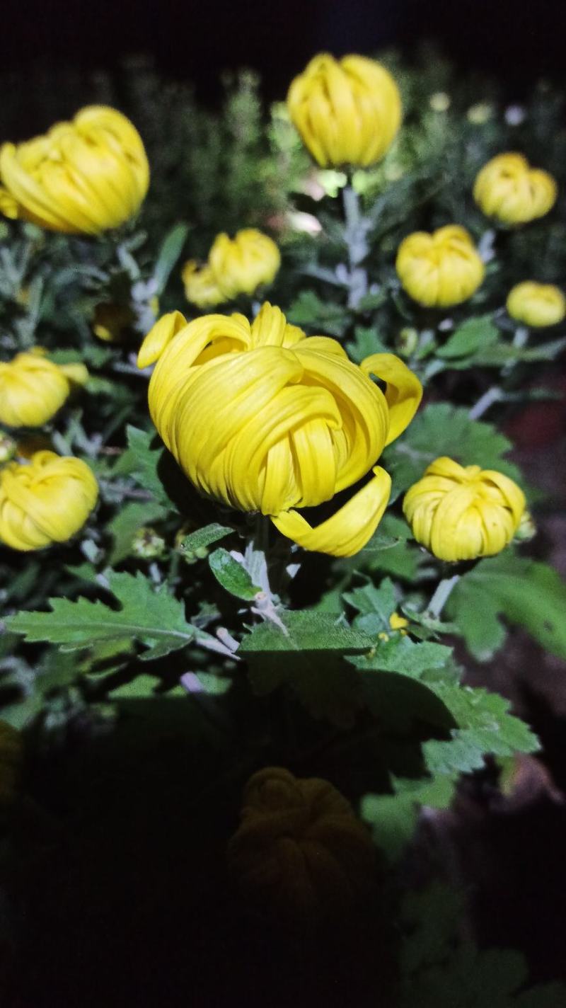 盆栽菊花