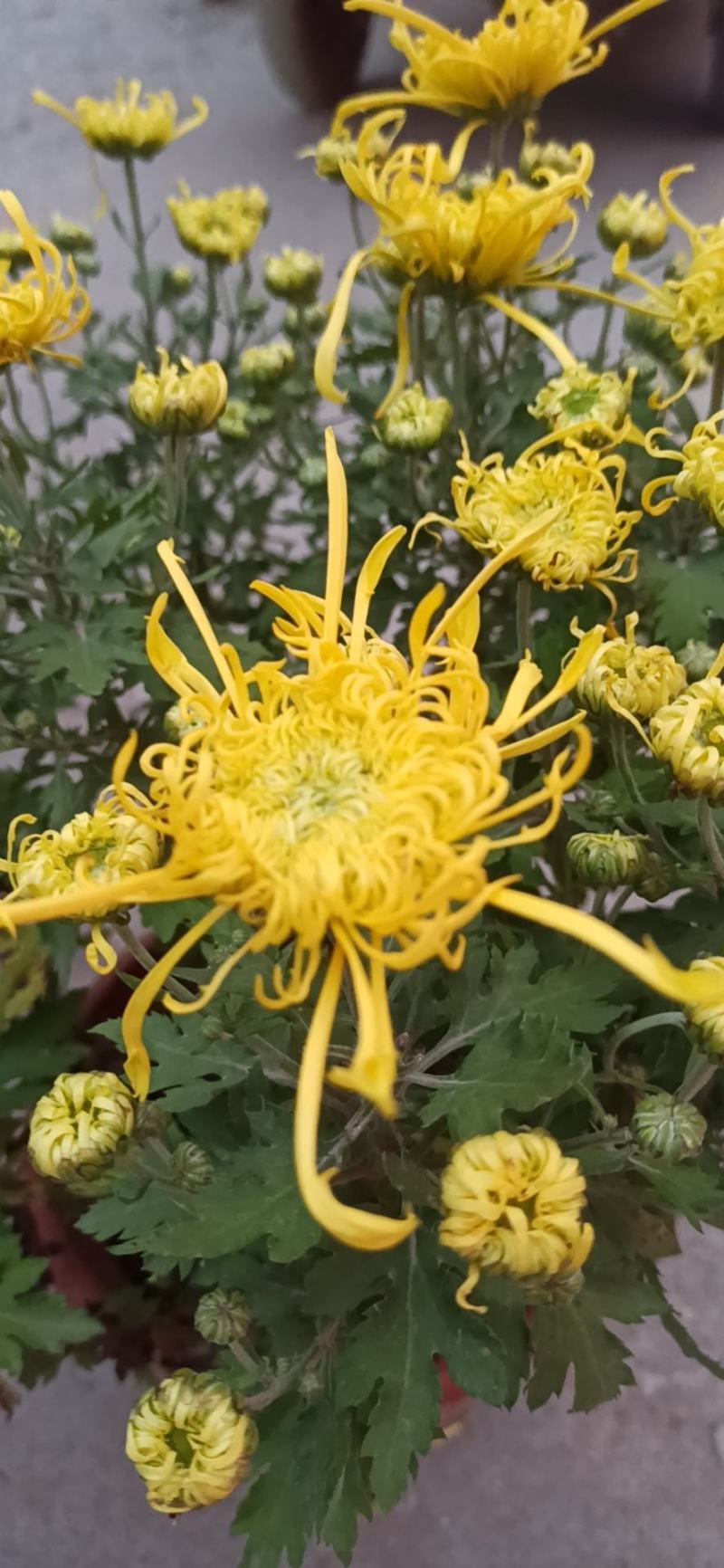 盆栽菊花