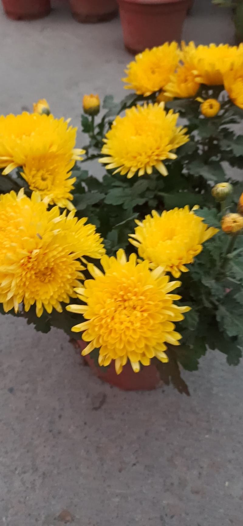 盆栽菊花