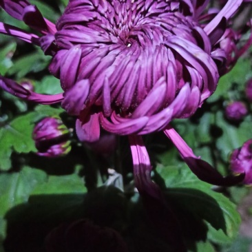 盆栽菊花