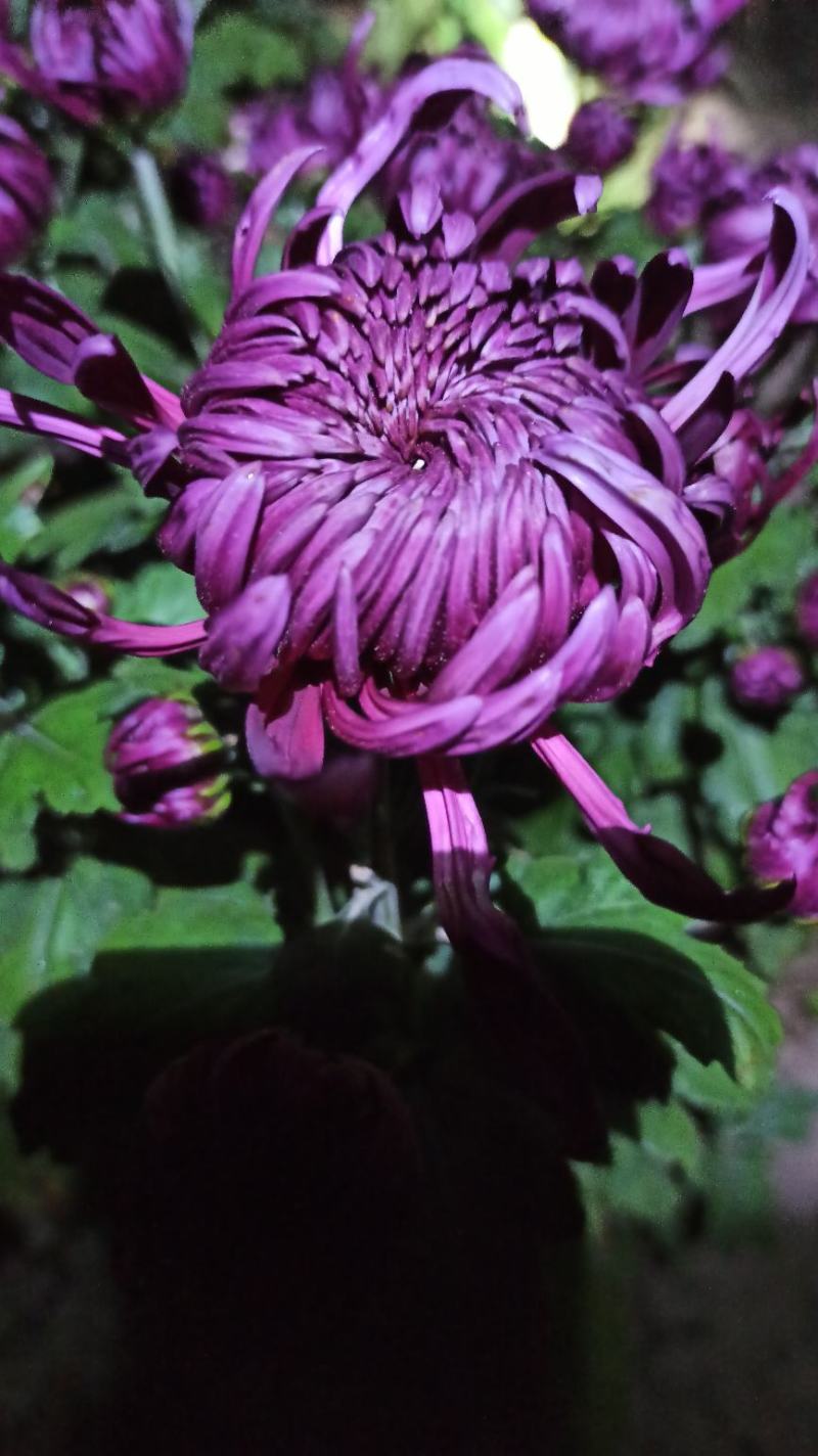 盆栽菊花