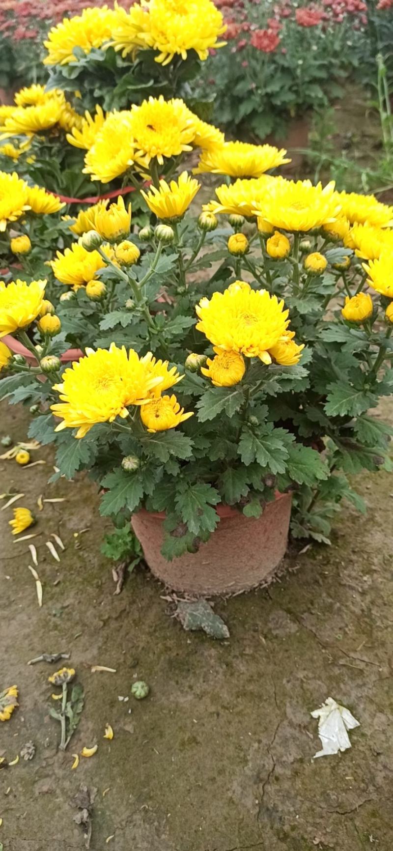 盆栽菊花