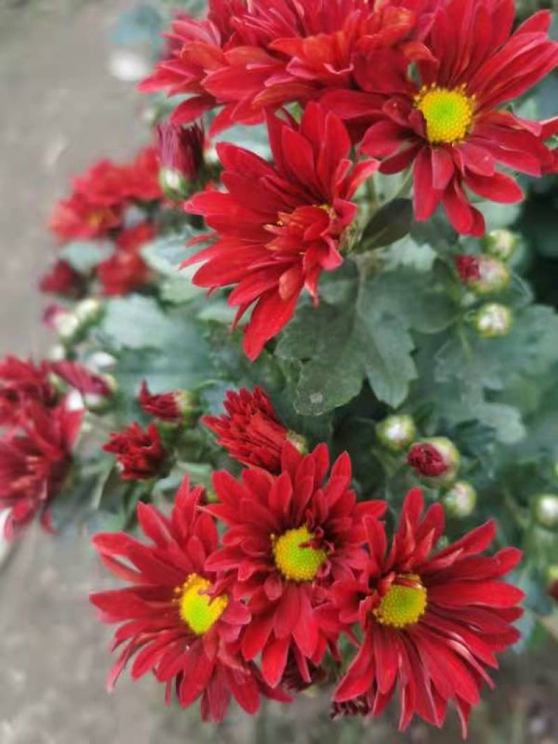 盆栽菊花