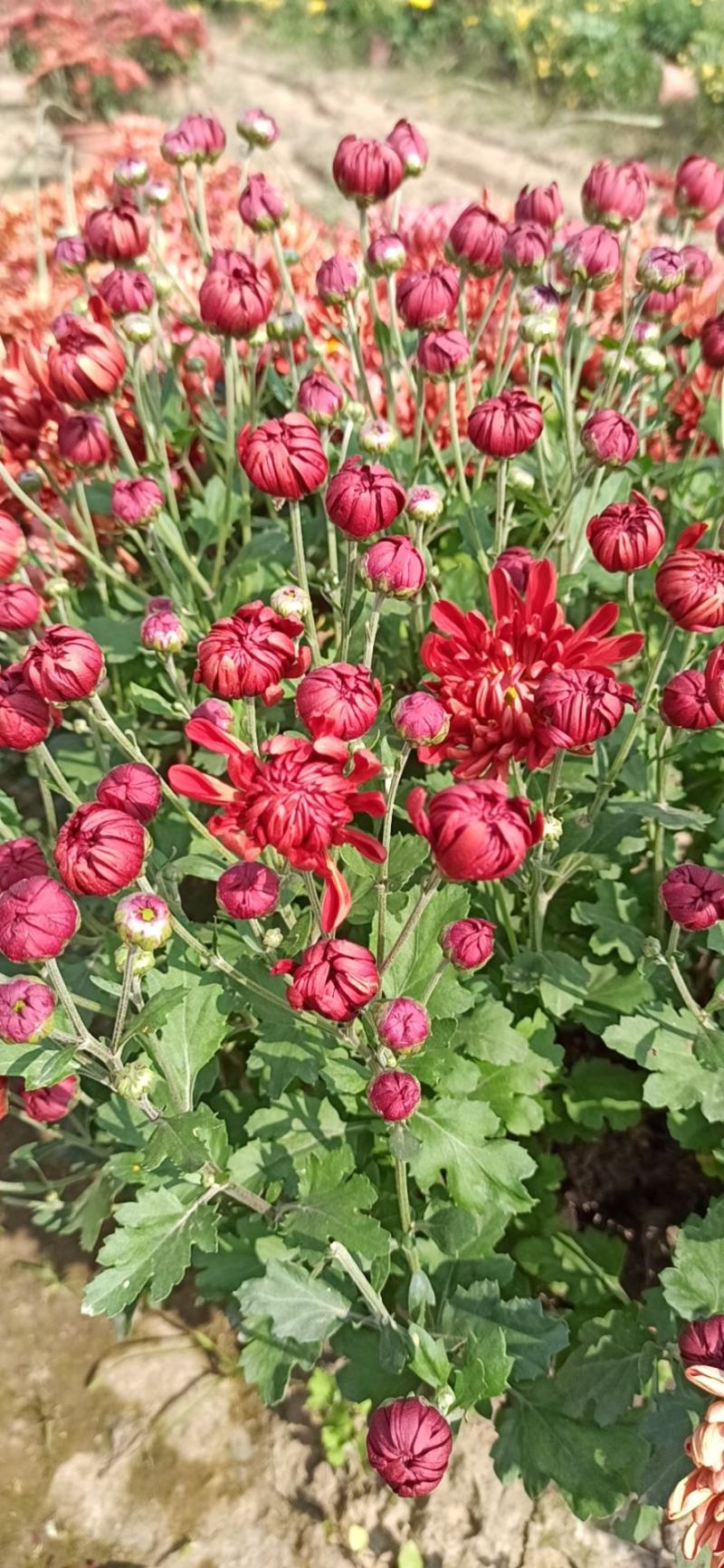 盆栽菊花