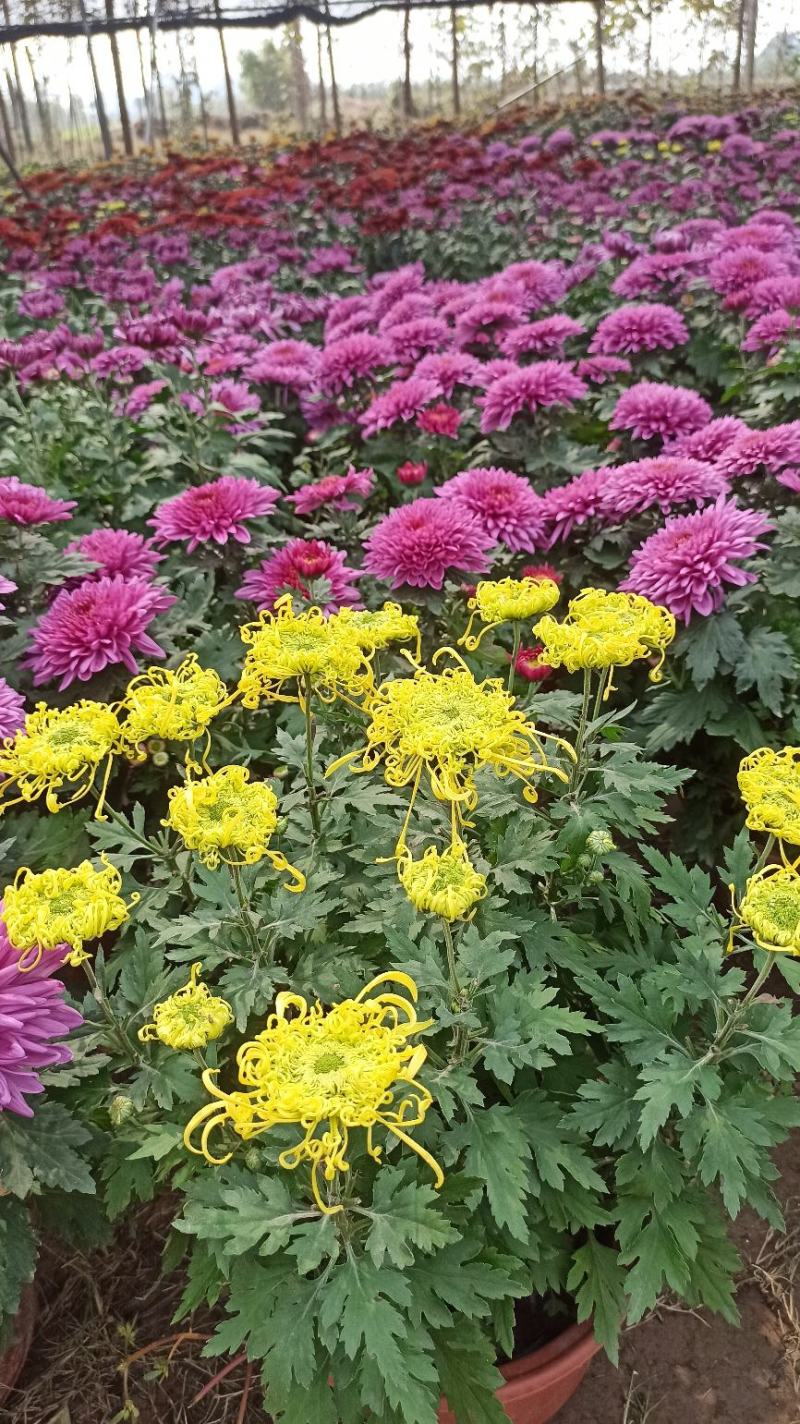 盆栽菊花