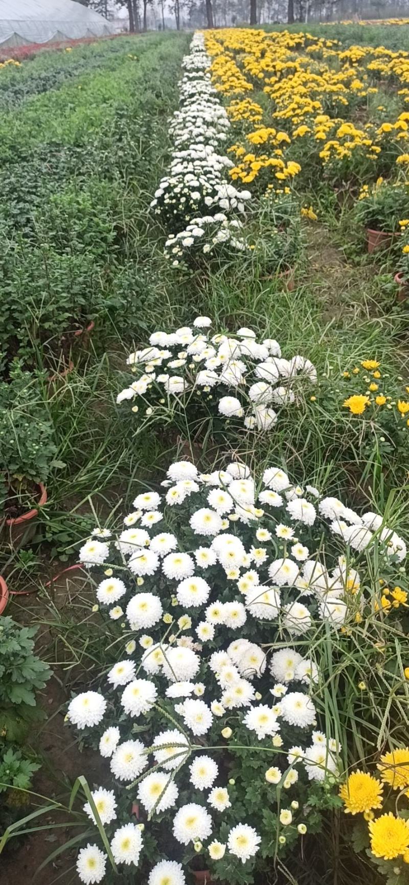 盆栽菊花