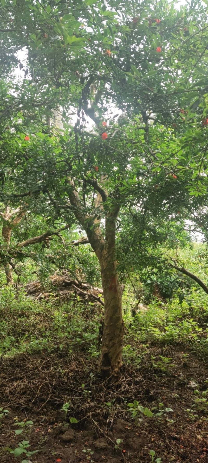 蒙自市石榴树