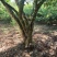 蒙自市石榴树
