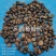 油茶鲜果大量供应