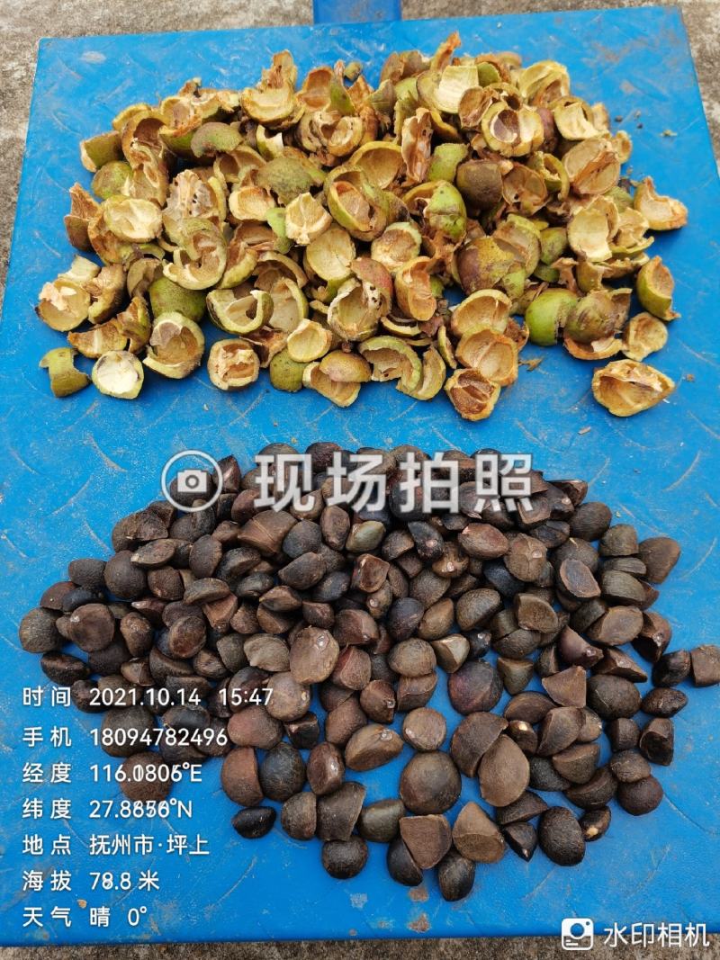 油茶鲜果大量供应