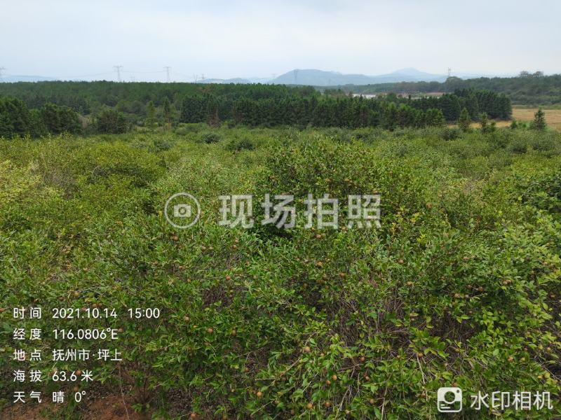 油茶鲜果大量供应