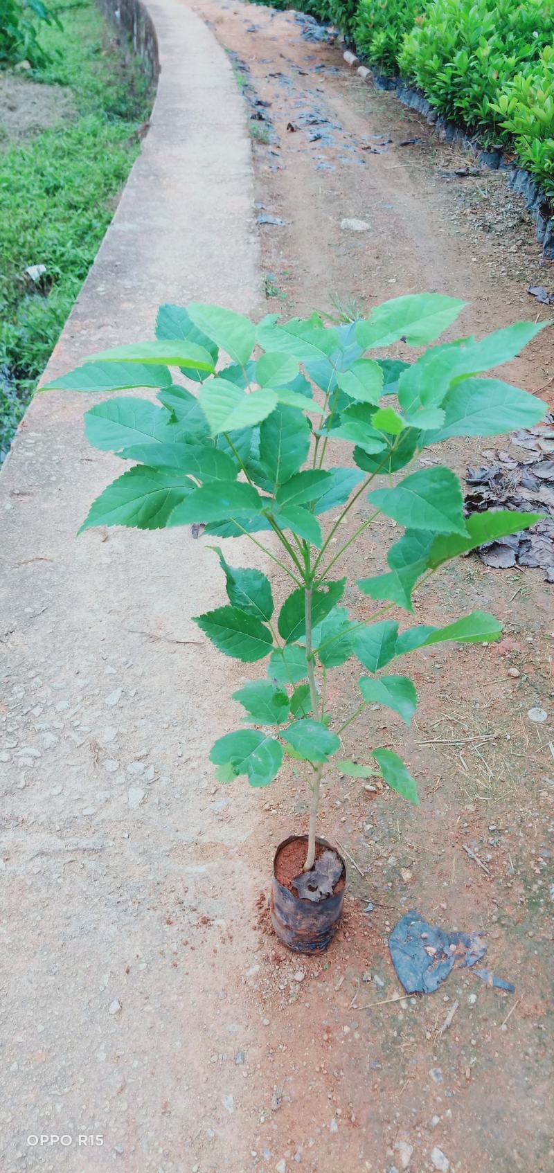 紫花风铃木小苗带土带叶发货基地直销