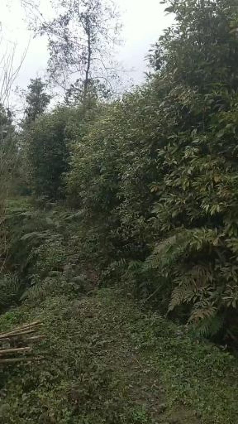 桢楠地苗，杯苗量大，四川省成都市