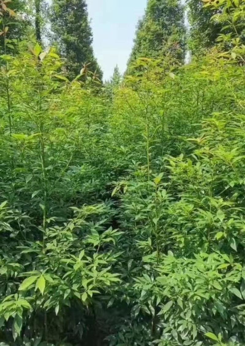 桢楠地苗，杯苗量大，四川省成都市