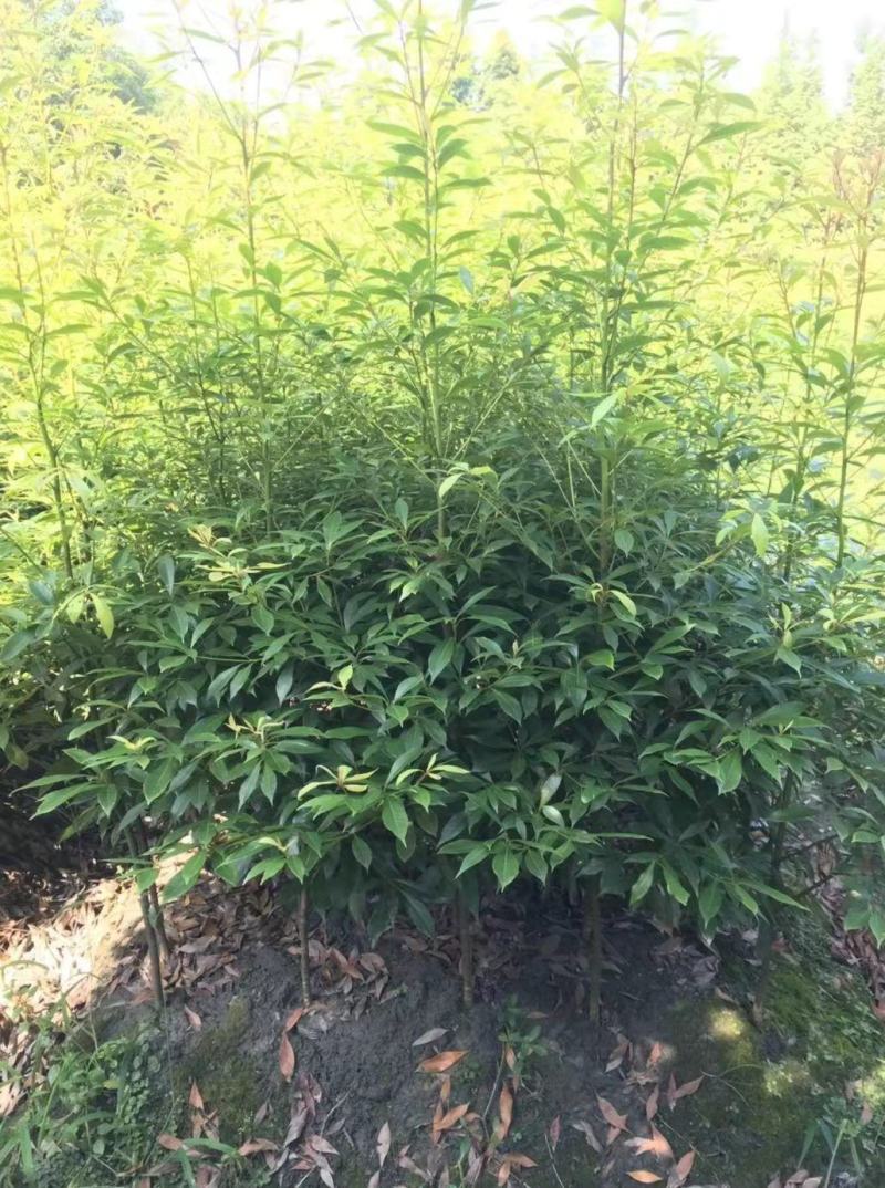 桢楠地苗，杯苗量大，四川省成都市