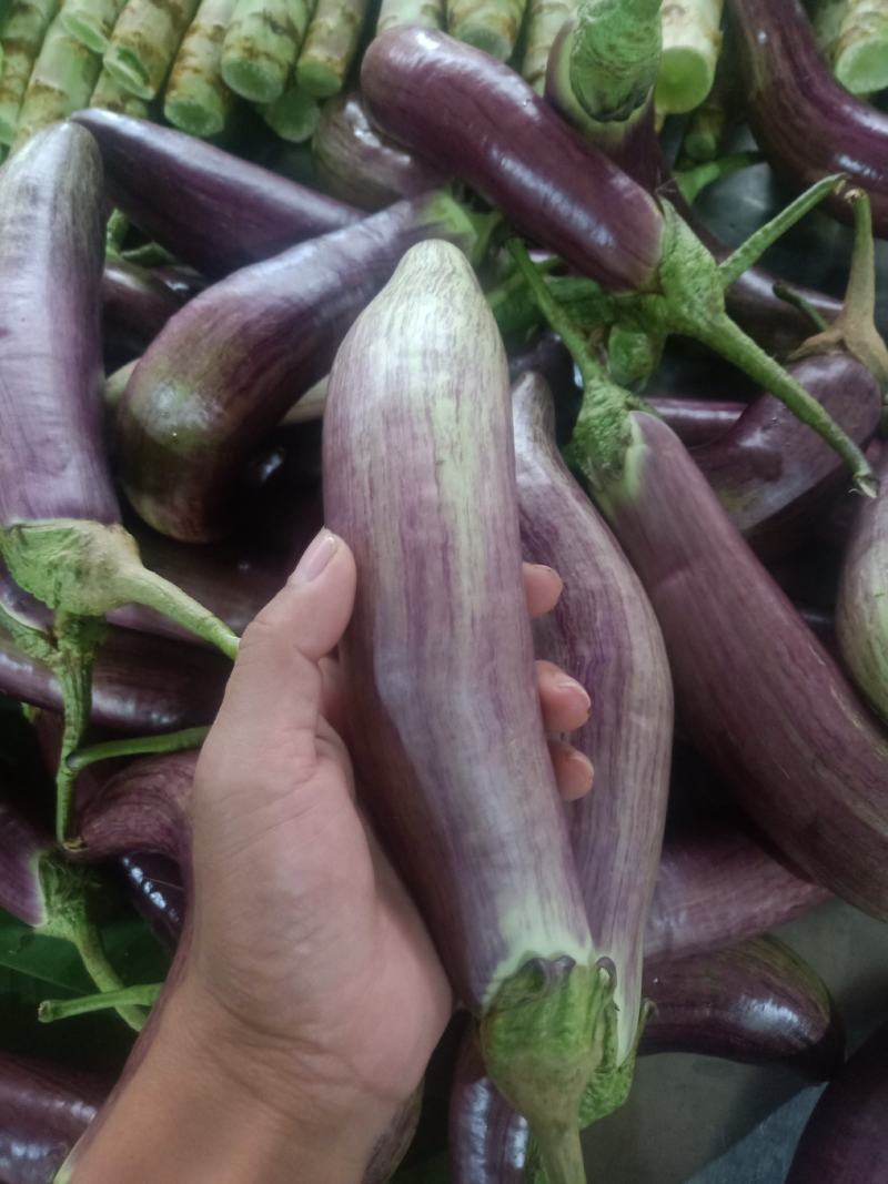 云南普洱糯茄_冰川茄_糯滑_炒蒸煮凉拌都行_包邮
