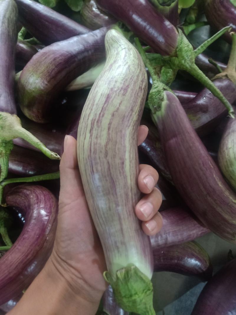 云南普洱糯茄_冰川茄_糯滑_炒蒸煮凉拌都行_包邮