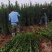 丛生大叶北海道黄杨冬青树苗围墙篱笆植物庭院绿化苗四季常青