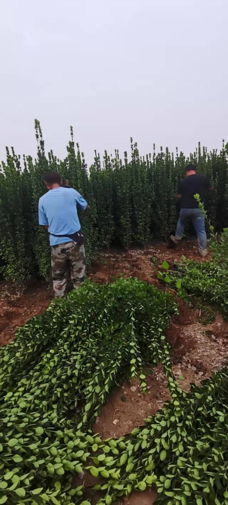 丛生大叶北海道黄杨冬青树苗围墙篱笆植物庭院绿化苗四季常青