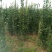 丛生大叶北海道黄杨冬青树苗围墙篱笆植物庭院绿化苗四季常青