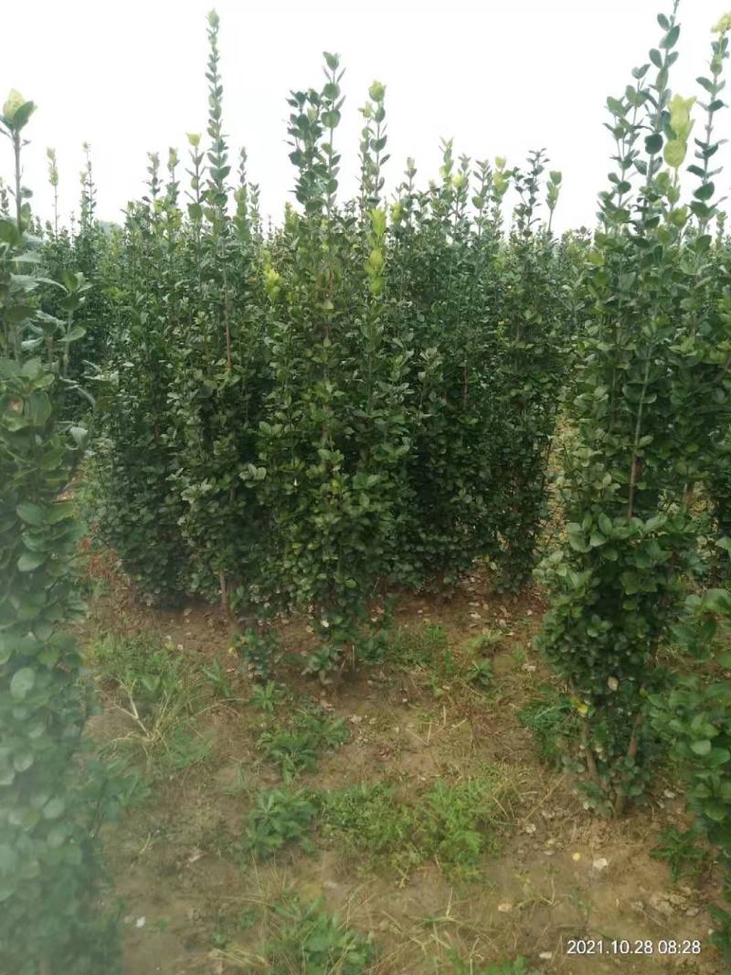 丛生大叶北海道黄杨冬青树苗围墙篱笆植物庭院绿化苗四季常青