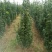 丛生大叶北海道黄杨冬青树苗围墙篱笆植物庭院绿化苗四季常青
