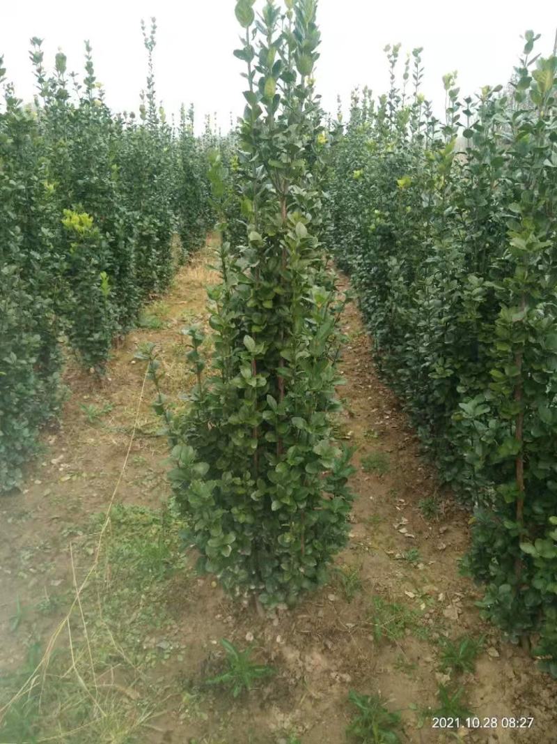 丛生大叶北海道黄杨冬青树苗围墙篱笆植物庭院绿化苗四季常青