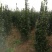 丛生大叶北海道黄杨冬青树苗围墙篱笆植物庭院绿化苗四季常青