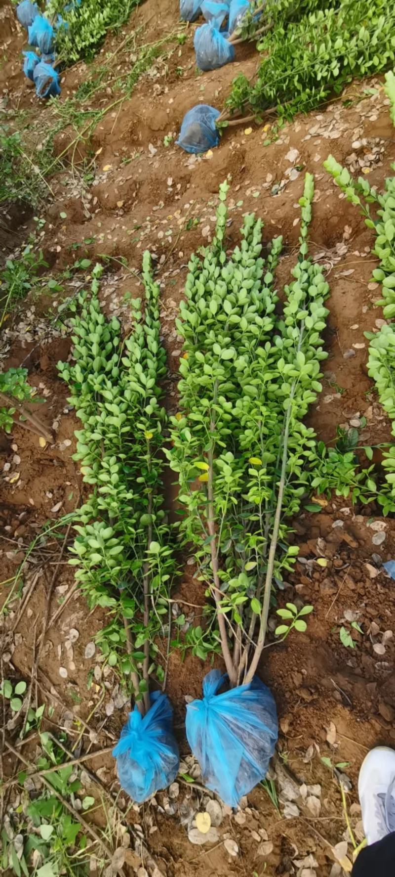 丛生大叶北海道黄杨冬青树苗围墙篱笆植物庭院绿化苗四季常青