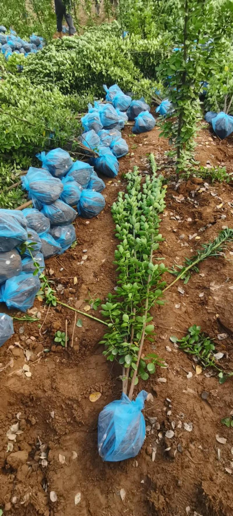 丛生大叶北海道黄杨冬青树苗围墙篱笆植物庭院绿化苗四季常青