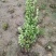 丛生大叶北海道黄杨冬青树苗围墙篱笆植物庭院绿化苗四季常青