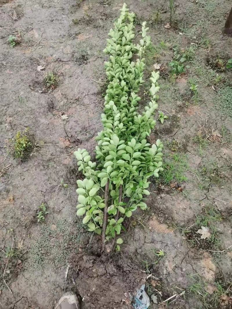 丛生大叶北海道黄杨冬青树苗围墙篱笆植物庭院绿化苗四季常青