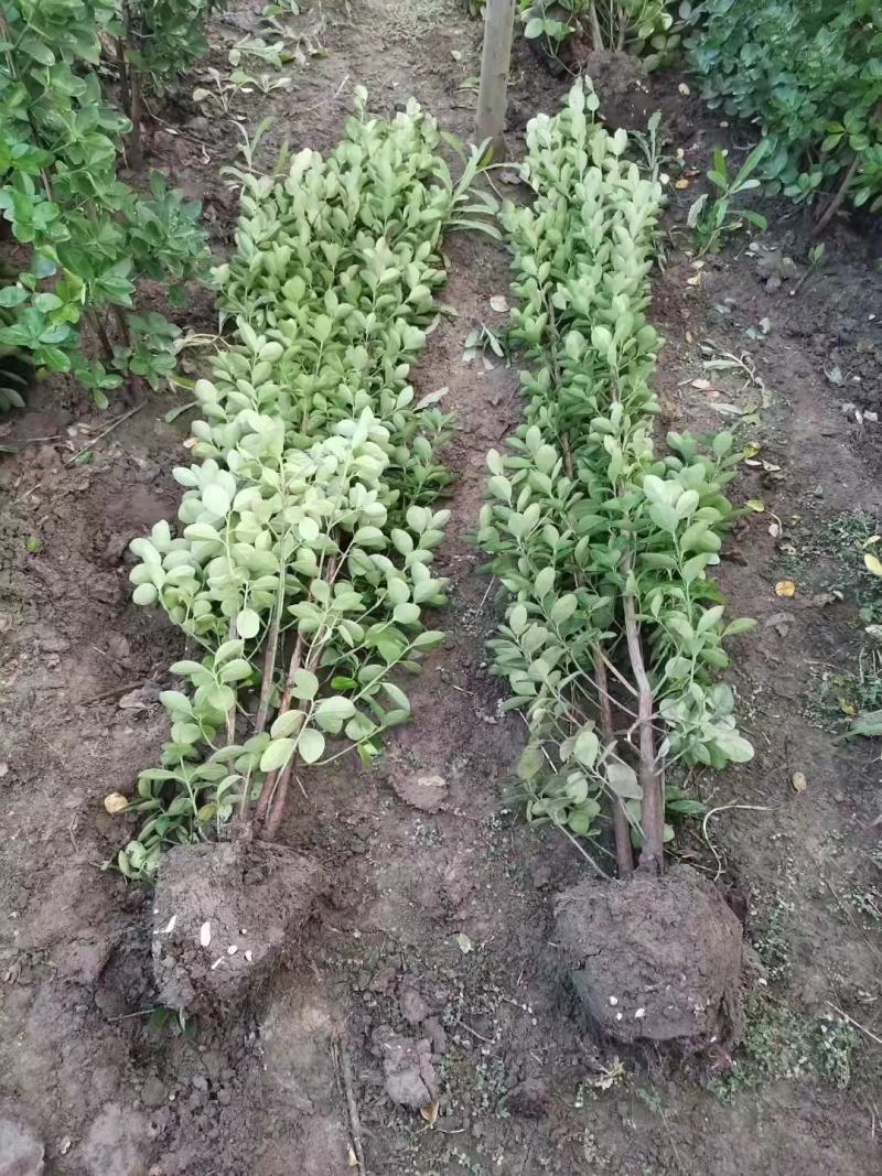 丛生大叶北海道黄杨冬青树苗围墙篱笆植物庭院绿化苗四季常青