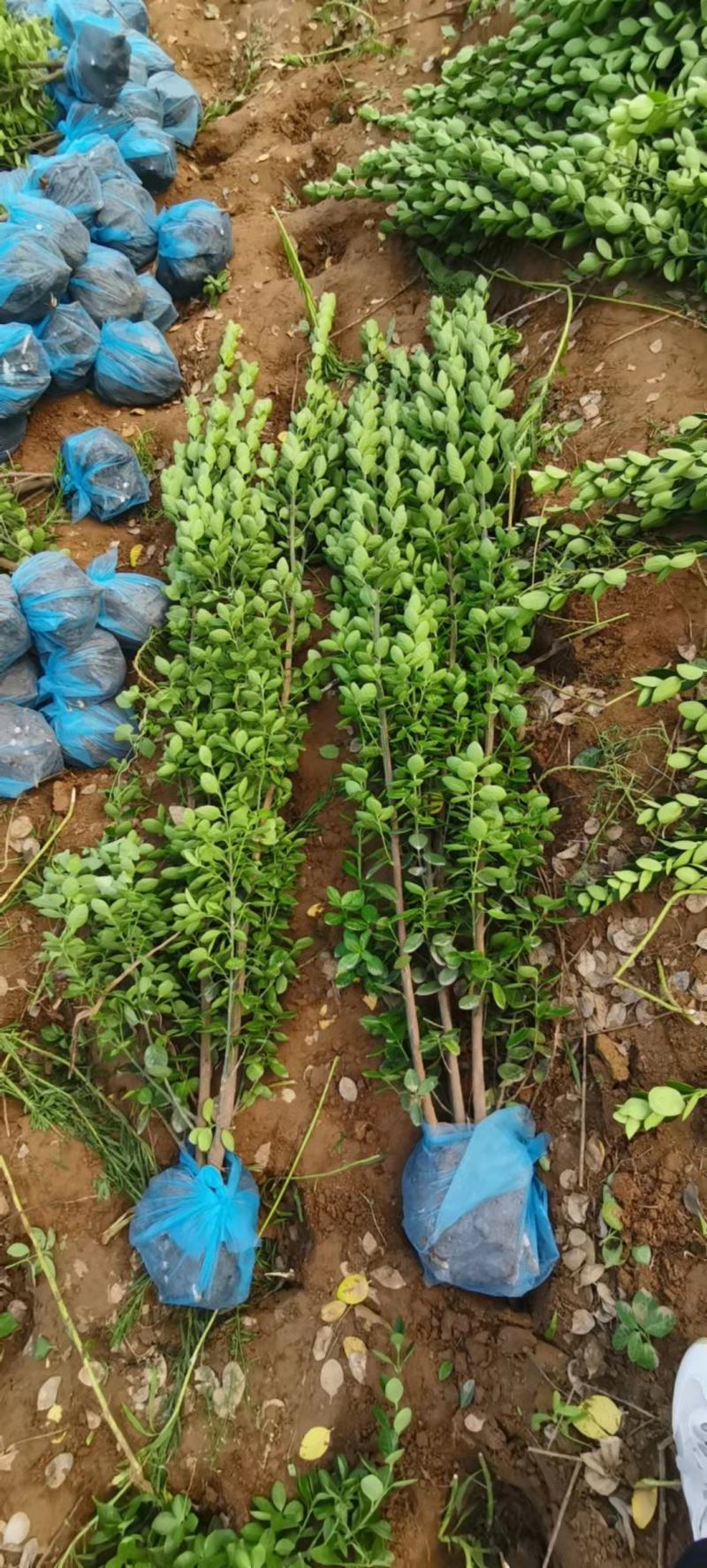 丛生大叶北海道黄杨冬青树苗围墙篱笆植物庭院绿化苗四季常青