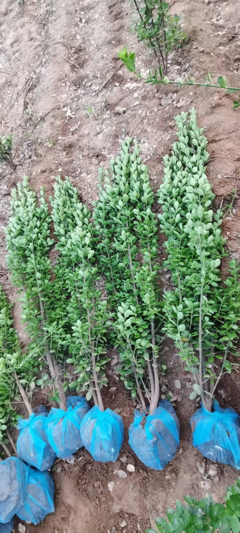 丛生大叶北海道黄杨冬青树苗围墙篱笆植物庭院绿化苗四季常青