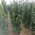 丛生大叶北海道黄杨冬青树苗围墙篱笆植物庭院绿化苗四季常青