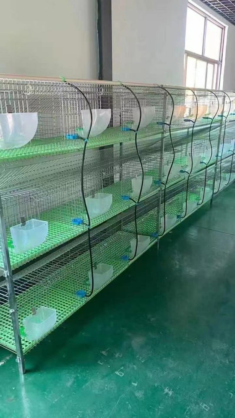9笼位免清粪兔笼，第一个最主要细节就是高度