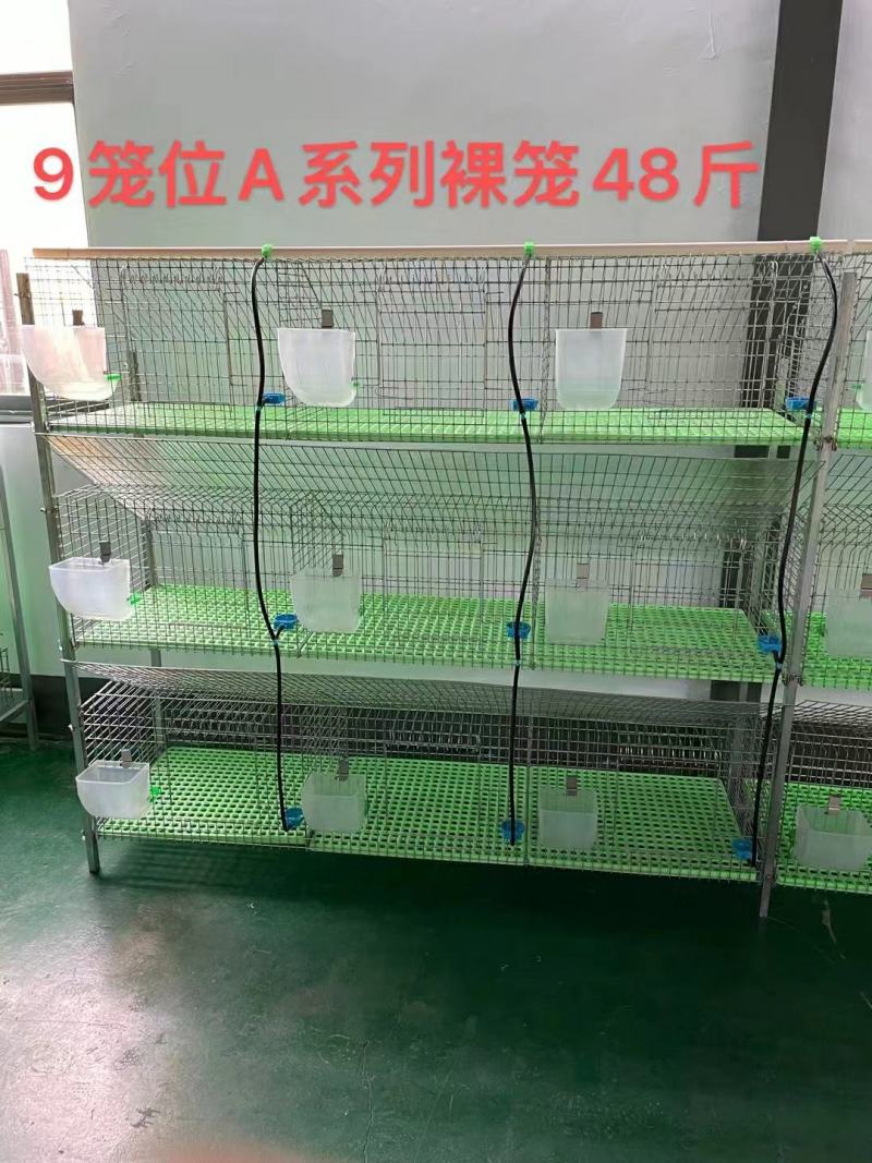 9笼位免清粪兔笼，第一个最主要细节就是高度