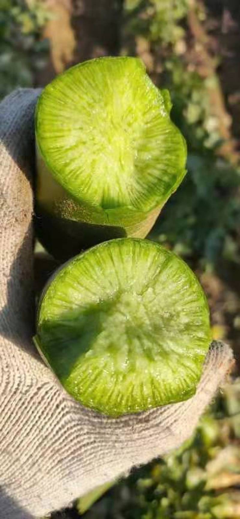 精品小水果罗卜