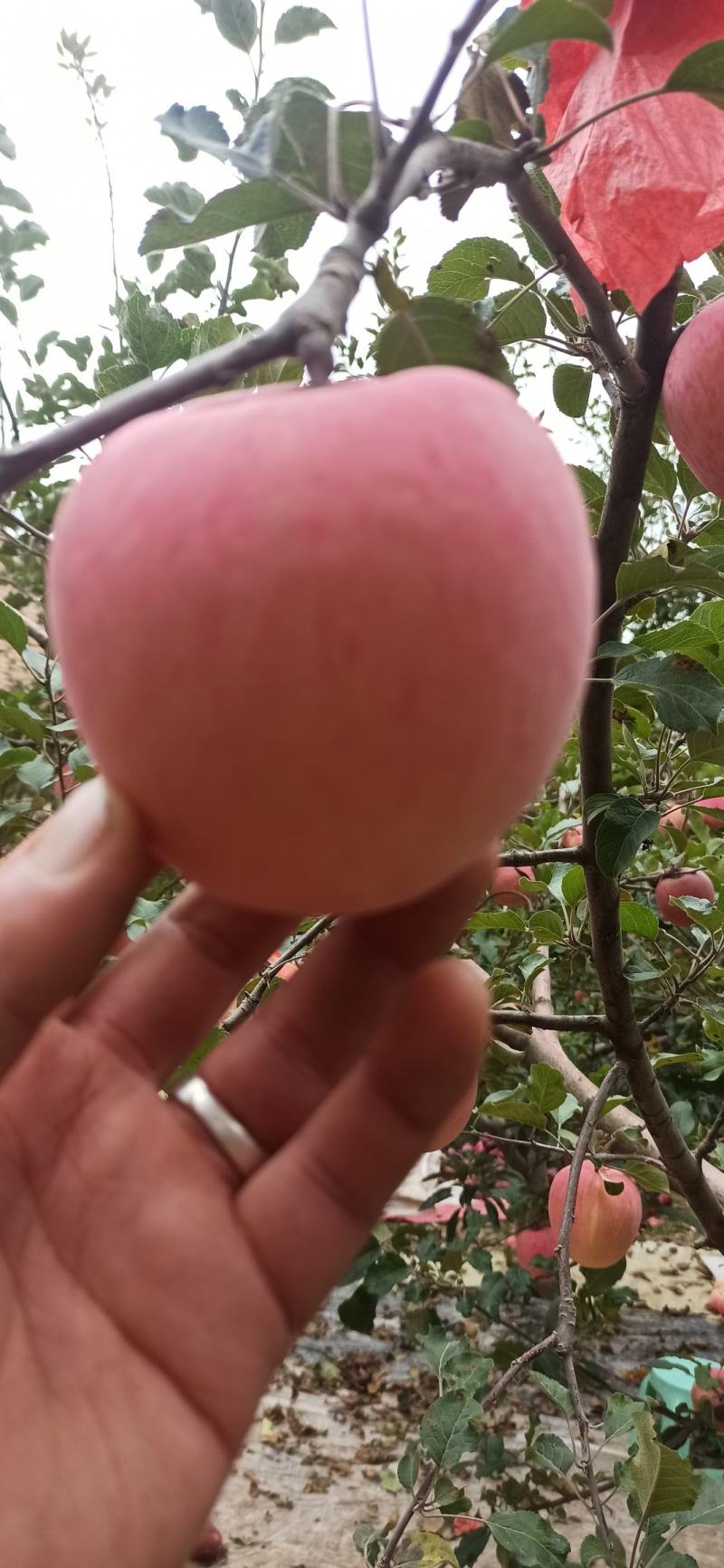 精品推荐甘肃精品红富士苹果，片红，条红，全红，支持电商