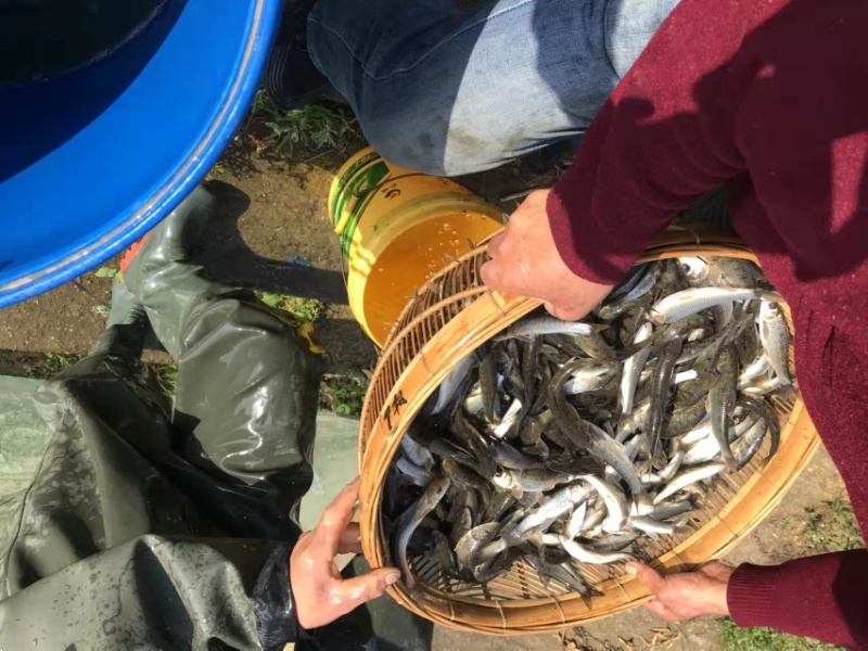 【花骨鱼】水产养殖花骨鱼土风鱼规格随便选成活率高品质