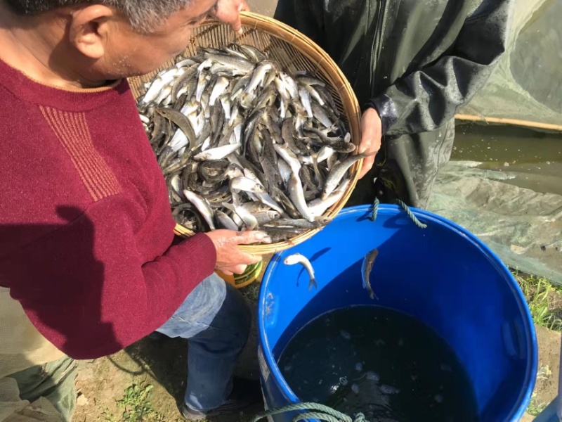 【花骨鱼】水产养殖花骨鱼土风鱼规格随便选成活率高品质