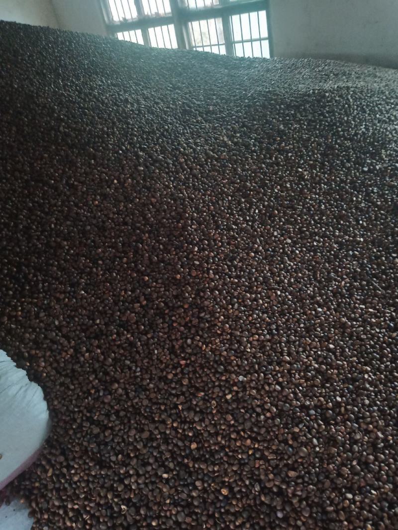 茶籽