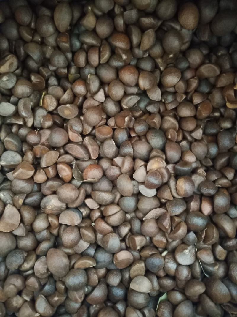 茶籽