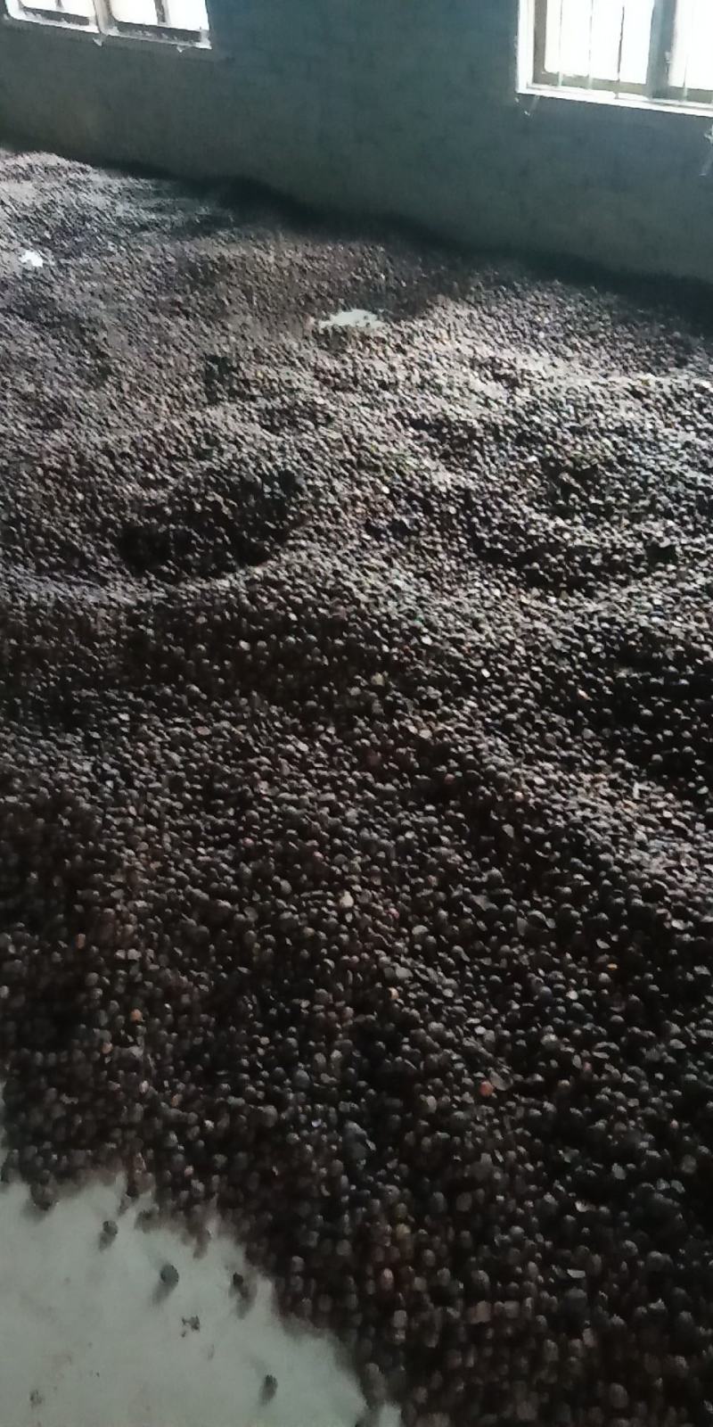 茶籽