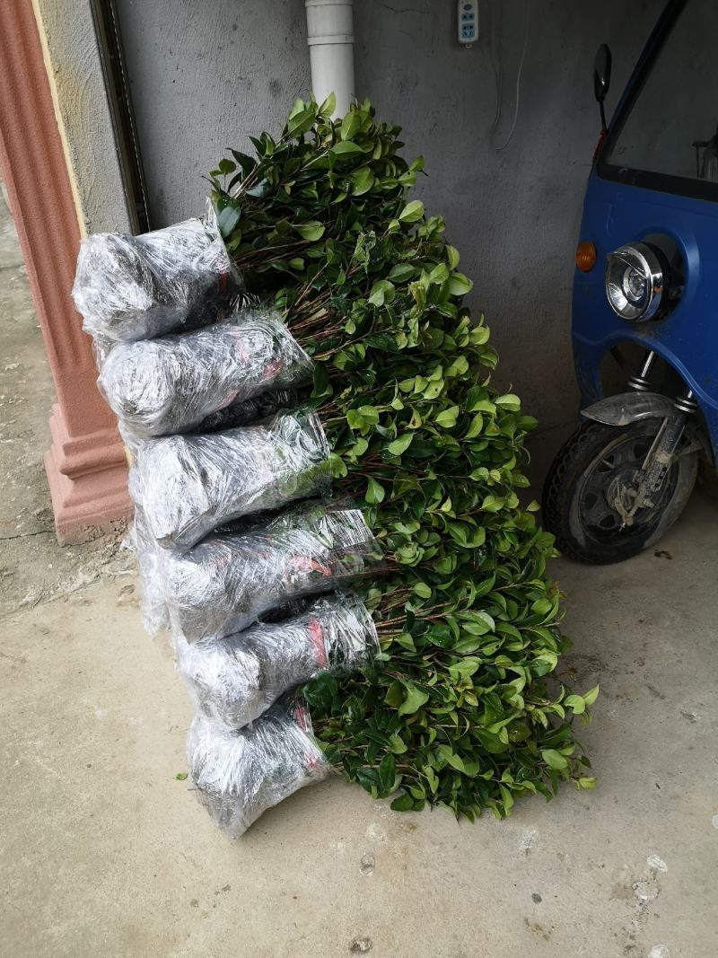 【自产自销】茶花苗茶花树苗山茶花苗绿化盆栽茶花【包邮】