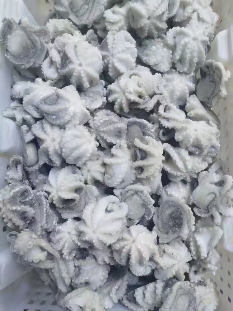 盐揉八爪鱼迷你小八爪三去盐揉八爪鱼小章鱼